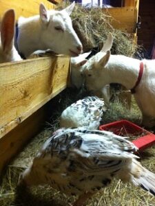 HOMEGROWN Life: Sticking Together For Winter Goat Breeding Image